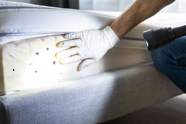 Best Best Pest Control Companies  in Enon, OH
