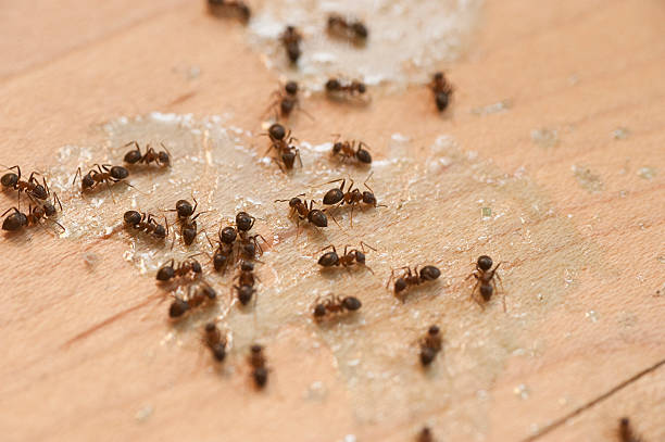 Best Cockroach Control Services  in Enon, OH