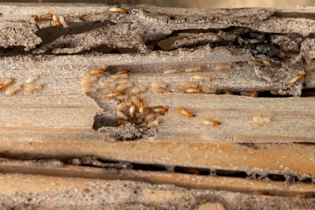Best Commercial Pest Control Services  in Enon, OH