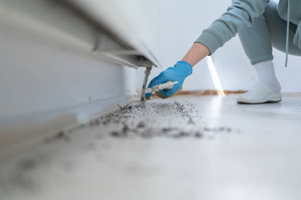 Best Flea Control Services  in Enon, OH